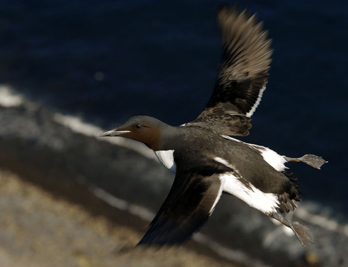 ������������ �����, ����